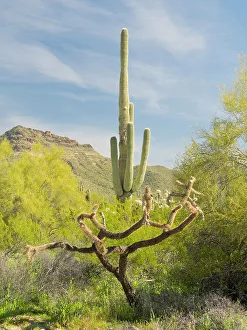 Images Dated 25th January 2024: Arizona, Sonoran Desert, Tonto National Forest