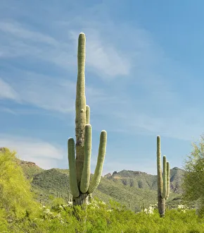 Images Dated 25th January 2024: Arizona, Sonoran Desert, Tonto National Forest. Multi-armed saguaro cacti scene