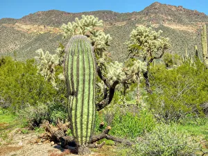 Images Dated 25th January 2024: Arizona, Sonoran Desert, Tonto National Forest