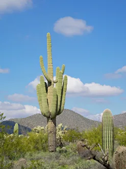 Images Dated 25th January 2024: Arizona, Sonoran Desert, Tonto National Forest. Old majestic multi-armed saguaro cactus
