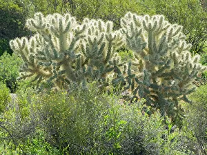 Images Dated 25th January 2024: Arizona, Sonoran Desert, Tonto National Forest. Backlit Jumping cholla cactus