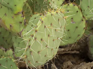 Succulent Prints: Arizona, Tucson, Arizona-Sonora Desert Museum. Prickly pear cactus close-up