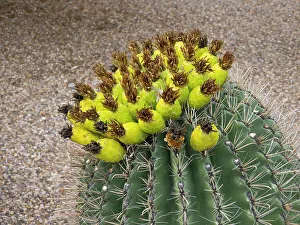 Succulent Prints: Arizona, Tucson, Arizona-Sonora Desert Museum. Fishhook barrel cactus with fruit