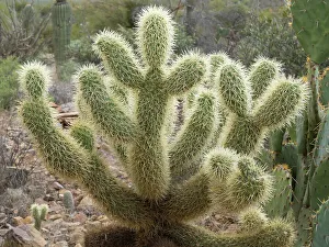 Succulent Prints: Arizona, Tucson, Arizona-Sonora Desert Museum. Jumping cholla cactus