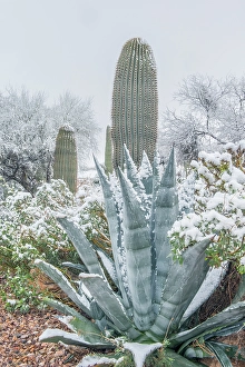 Cacti Prints: Arizona, Tucson. Snowy cactus garden