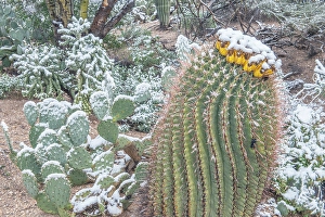 Prickly Pear Prints: Arizona, Tucson. Snowy cactus garden
