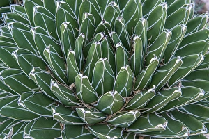 Arizona, Tucson. Tucson Botanical Garden, Queen Victoria Agave
