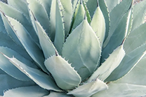 Agave Prints: Arizona, Tucson. Tucson Botanical Garden, agave
