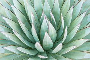 Agave Prints: Arizona, Tucson. Tucson Botanical Garden, agave