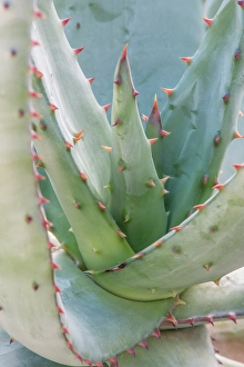 Aloe Prints: Arizona, Tucson. Tucson Botanical Garden, aloe