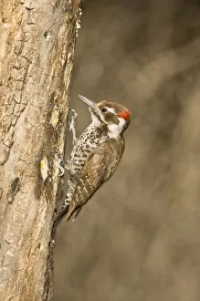 Images Dated 5th May 2007: Arizona Woodpecker, Dendrocopos arizonae, South Eastern Arizona