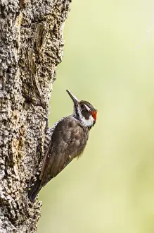 Arizona Woodpecker (Picoides arizonae) male on juniper tree