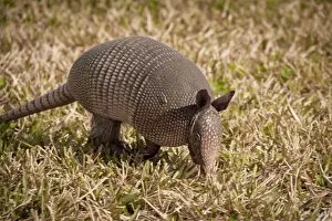 Armadillo, Merritt Island National Wildlife Refuge, Kennedy Space Center, Florida
