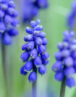 Geophyte Prints: Armenian grape hyacinth. Germany