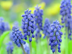 Images Dated 23rd June 2022: Armenian grape hyacinth. Germany