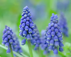 Geophyte Prints: Armenian grape hyacinth. Germany