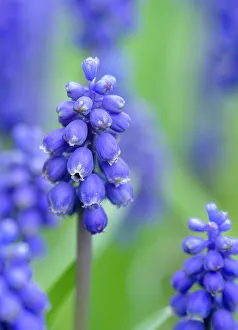 Armenian grape hyacinth. Germany
