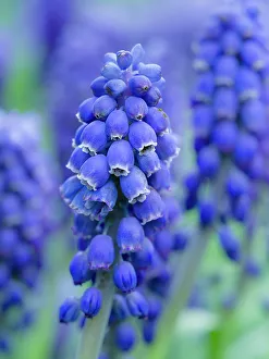 Armenian grape hyacinth. Germany