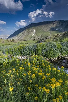 Arnica and bluebell wildflowers next to creek, Absaroka Mountains near Cody and Meeteetse