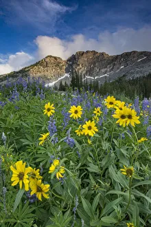 Alta Prints: Arnica and lupine, Devils Castle, Albion Basin, Alta Ski Resort Wasatch Mountains