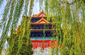 Willow Tree Prints: Arrow Tower, willow tree in Autumn. Forbidden City palace wall, Beijing, China