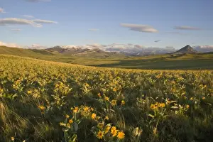 Images Dated 2nd June 2008: Arrowleaf balsamroot covers the foothills near Haystack Butte at the southern end