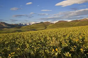 Augusta Prints: Arrowleaf balsamroot covers the prairie at the southern end of the Rocky Mountains