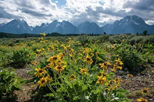 Arrow Leaf Balsamroot Prints: Arrowleaf balsamroot, Grand Tetons, Grand Teton National Park, Wyoming, USA