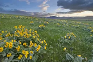 Lewistown Prints: Arrowleaf balsamroot and morning sunrise along the east side of the Judith Mountain