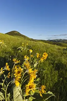 Arrowleaf balsamroot wildflowers in the Bears Paw Mountains near Havre, Montana, USA
