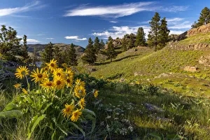 Mission Mountains Prints: Arrowleaf balsamroot wildflowers in spring on Wild Horse Island State Park near Dayton
