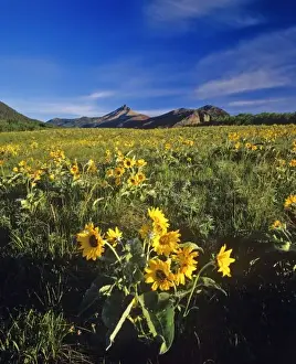 Images Dated 14th May 2010: Arrowleaf balsamroot wildflowers in Waterton Lakes National Park in Alberta, Canada