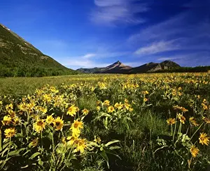 Waterton Prints: Arrowleaf balsomroot covers the praire with Galwey Mountain in background at Waterton