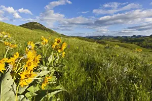 Images Dated 14th June 2011: Arrowleaf balsomroot wildflowers in the Bears Paw Mountains near Havre, Montana, USA