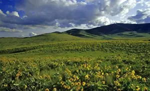 Moiese Prints: Arrowleaf balsomroot wildflowers with Bisin grazing at the National Bison Range in