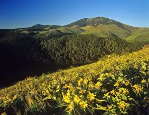 Balsamroot Prints: Arrowleaf balsomroot wildflowers in the Highwood Mountains in the Lewis and Clark National Forest