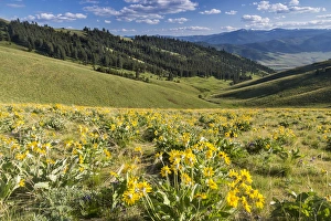 Moiese Prints: Arrowleaf balsomroot wildflowers in spring at the National Bison Range near Moiese