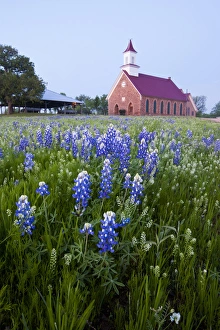 Worship Prints: Art Methodist Church and bluebonnets near Mason, Texas