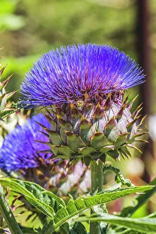 Edible Prints: Artichoke thistle blooming bee, Desert Botanical Garden, Phoenix, Arizona