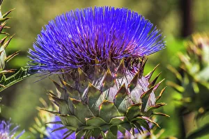 Edible Prints: Artichoke thistle blooming, Desert Botanical Garden, Phoenix, Arizona