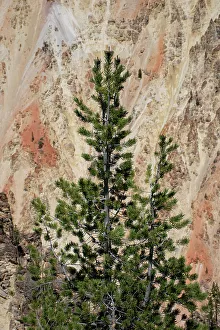Artist Point, Grand Canyon of the Yellowstone, Yellowstone National Park, Wyoming, USA