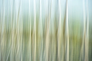 Rona Schwarz Prints: Artistic abstract of trees and reflections in water, Celery Bog wetlands, West Lafayette