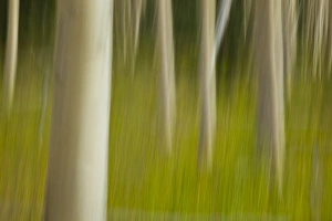 An artistic blur image of aspen trees