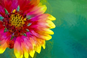 Inflorescence Prints: Artistic rendition of Indian Blanket flower