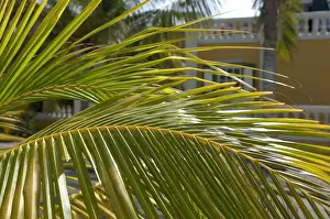 Dutch Caribbean Prints: 01