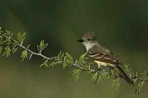 Images Dated 19th October 2007: Ash-throated Flycatcher, Myiarchus cinerascens, adult, Starr County, Rio Grande Valley