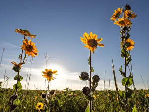 Ashy sunflower, just before sunset, prairie, Tzi-Sho Natural Area, Prairie State Park