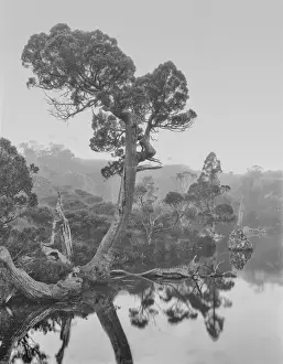 Images Dated 2nd September 2015: Asia Australia Tasmania Cradle Mountain National Park Wombat Pool