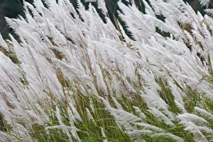 Asia, Bhutan