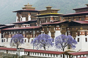 Images Dated 21st April 2010: Asia, Bhutan. Exterior view of Punakha Dzong palace, with jacaranda trees in bloom